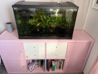 Aquarium mit Schrank Kinderzimmer Fische Brandenburg - Leegebruch Vorschau