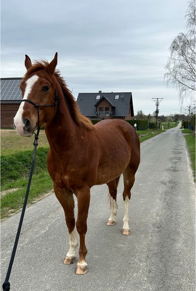 5 jähriger Paint Horse Wallach Only Krymsun x Leos Snowflake in Welver