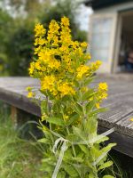 Gartenstaude Gilbweiderich Hessen - Kassel Vorschau