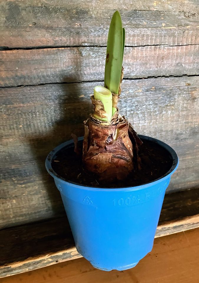 Blumenzwiebel Amaryllis zu verschenken (ausgeblüht) in Dortmund