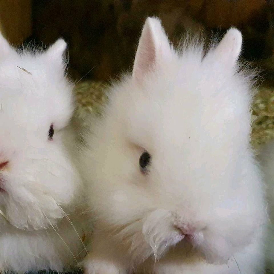 Kaninchen Zwergkaninchen Farbenzwerg Löwenköpfchen Zwergrex in Langerwehe