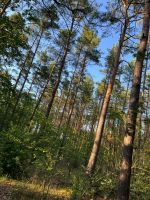 Acker & Wiese & Waldflächen Brandenburg - Friedland (Mark) Vorschau