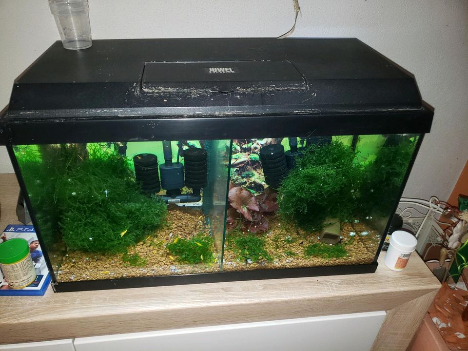 Aquarium zu verkaufen in Döbern