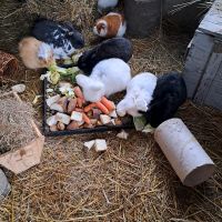 Nehme Meerschweinchen u Kaninchen auf Mecklenburg-Vorpommern - Löcknitz Vorschau