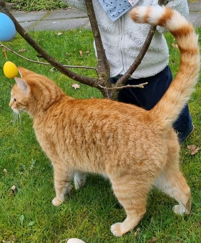 Katze vermisst in Oldenburg