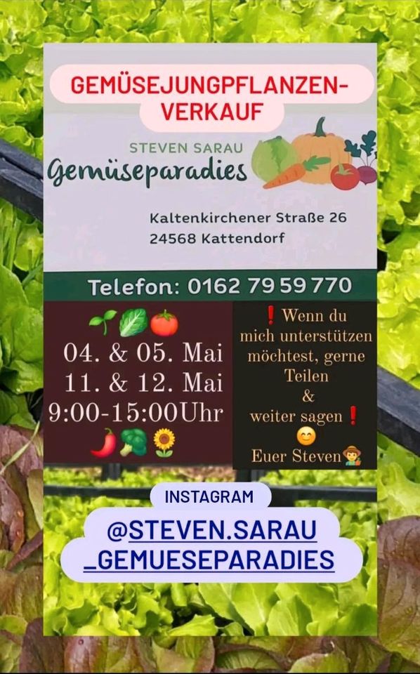 Gemüsejungpflanzen/Setzlinge für Hochbeet/Gewächshaus/Freiland in Kattendorf