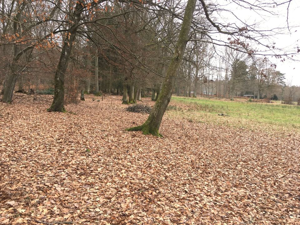 Idyllisches Wald-/Wiesengrundstück (0,8 ha) in 53902 Scheuerheck in Bad Münstereifel