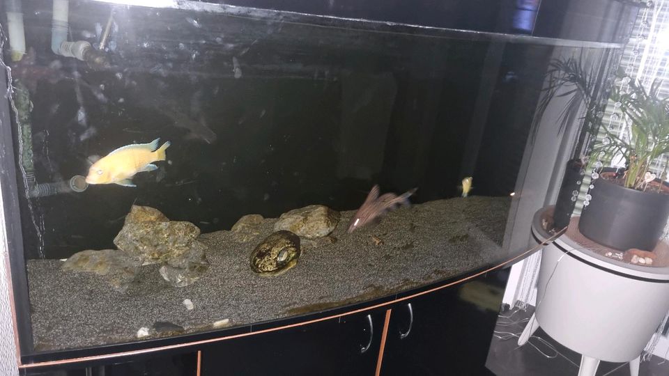 Aquarium 500l mit Zubehör und Fischen in Saarbrücken