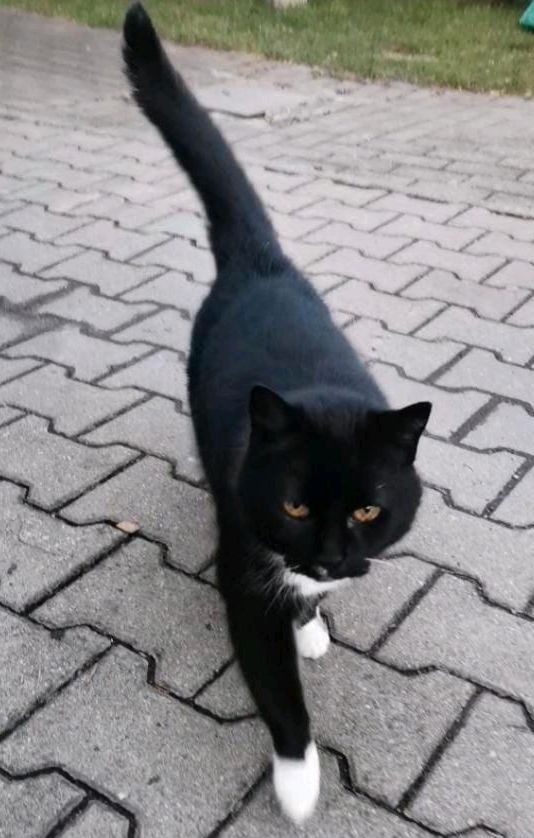 Katze, kastriert, EKH, weiblich ❤️ Rhani ❤️ in Jessen (Elster)