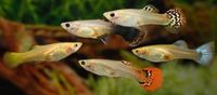 25 junge Guppys Fische Besatz Aquarium Bayern - Ruderting Vorschau