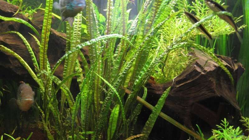 Genoppter Wasserkelch (Cryptocoryne crispatula) von Dennerle in Aidenbach