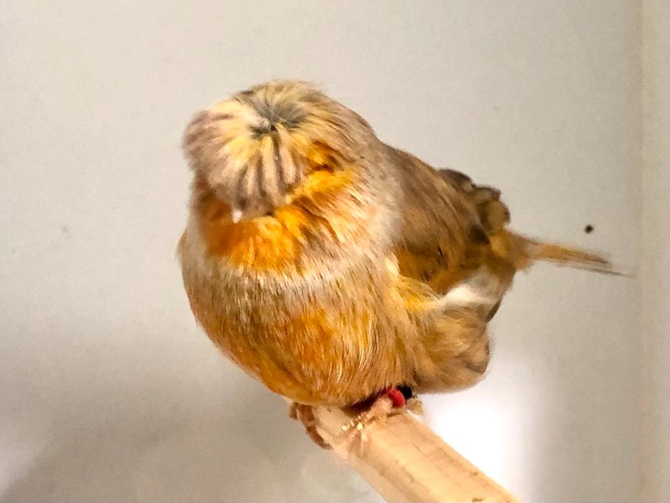 Kanarienvogel Gloster Hahn (M) v 2021 singt sehr schön in Berlin