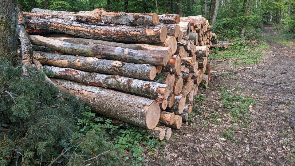 Birke, Esche 4 m Stämme; Brennholz gemischt in Abensberg