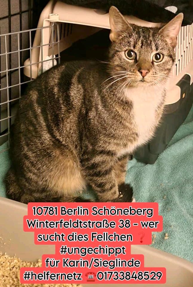 Katze Kater zugelaufen gefunden in Berlin