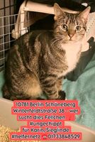 Katze Kater zugelaufen gefunden Berlin - Schöneberg Vorschau