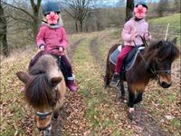 2 Super liebe Ponys suchen eine Reit oder Pflegebeteiligung. Bayern - Mömbris Vorschau