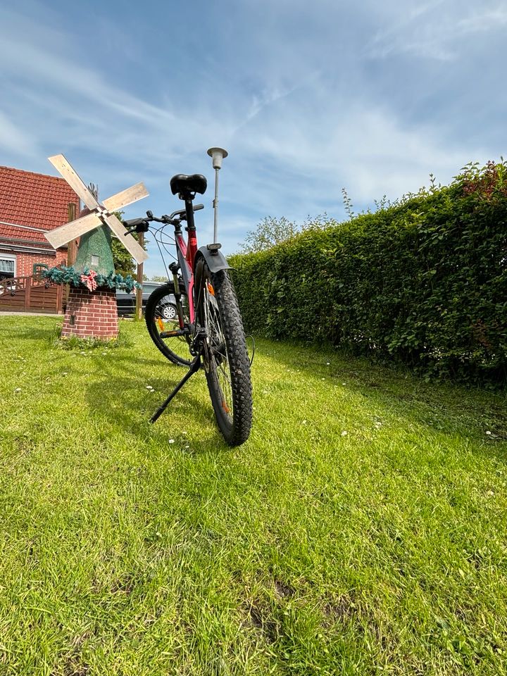 Bulls Mountainbike in Hinte