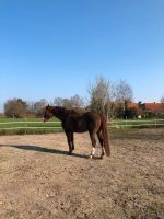 Biete: Platz  im Offenstall für 1 Wallach in Rhauderfehn Niedersachsen - Rhauderfehn Vorschau