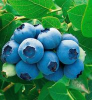 Heidelbeerpflanzen Blaubeerpflanzen Blaubeeren Heidelbeeren Niedersachsen - Papenburg Vorschau