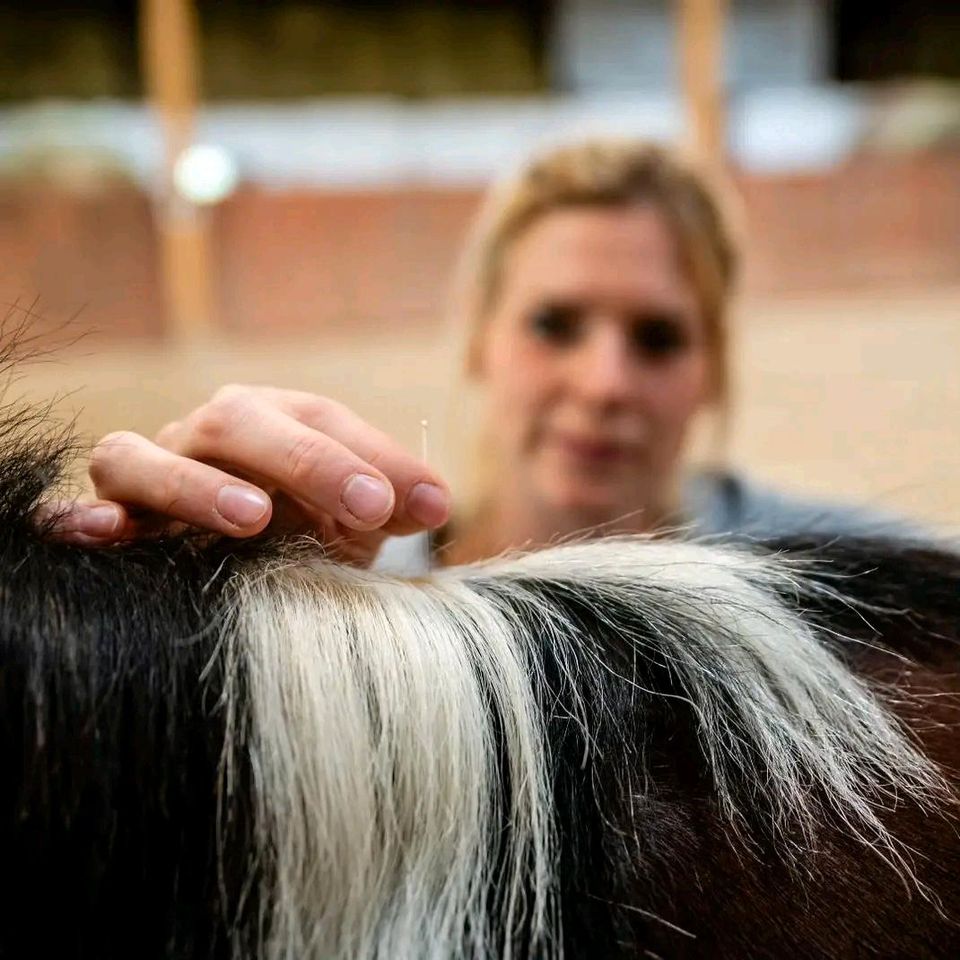 Tierheilpraktikerin / Tierphysiotherapie / Pferdeosteopathie in Widdern