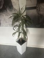 Pflanze inklusive Topf, ca 150cm hoch Dortmund - Brechten Vorschau