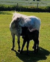 Shettystute  mit Fohlen bei Fuß  Shettlandpony Stute Hengstfohlen Nordfriesland - Husum Vorschau