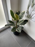 Wunderschöner Ficus Elastica 'Tineke' Rheinland-Pfalz - Ludwigshafen Vorschau