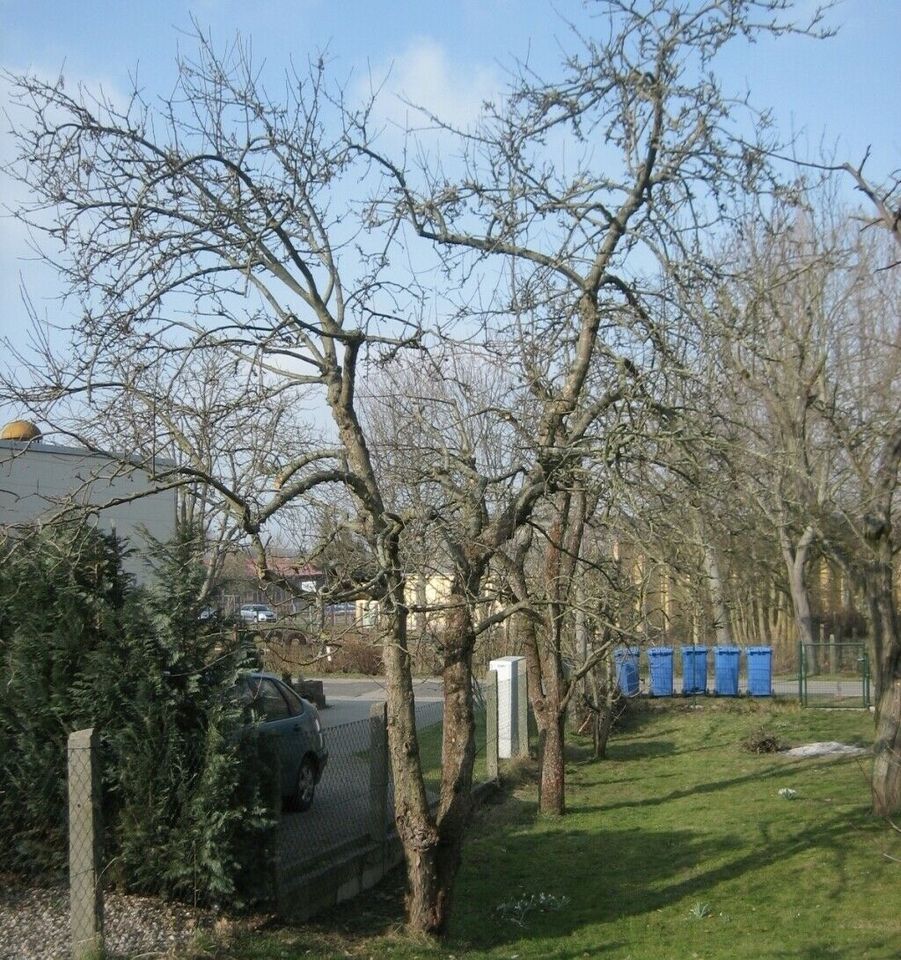 meisterlichen Schnitt & Pflege für ihre Obstbäume in Wiesenburg/Mark