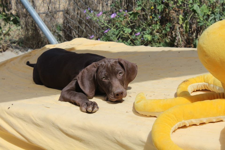 Lina Weimaraner Mix Welpe reserviert in Grebenstein