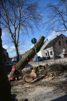 Baumfäller, Baum fällen, Rodung, Wurzel entfernen Nordrhein-Westfalen - Gelsenkirchen Vorschau