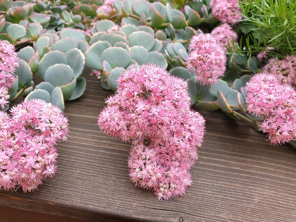 Pflanzen Sedum sieblodii Fetthenne Balkon bedingt winterhart in Leipzig