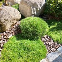 Gartenbonsai, Bonsai, Japangarten, Formgehölz, Kiefer, Sachsen-Anhalt - Derenburg Vorschau