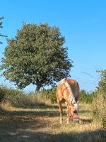 Reitbeteiligung bzw. Pflegebeteiligung Baden-Württemberg - Freiburg im Breisgau Vorschau