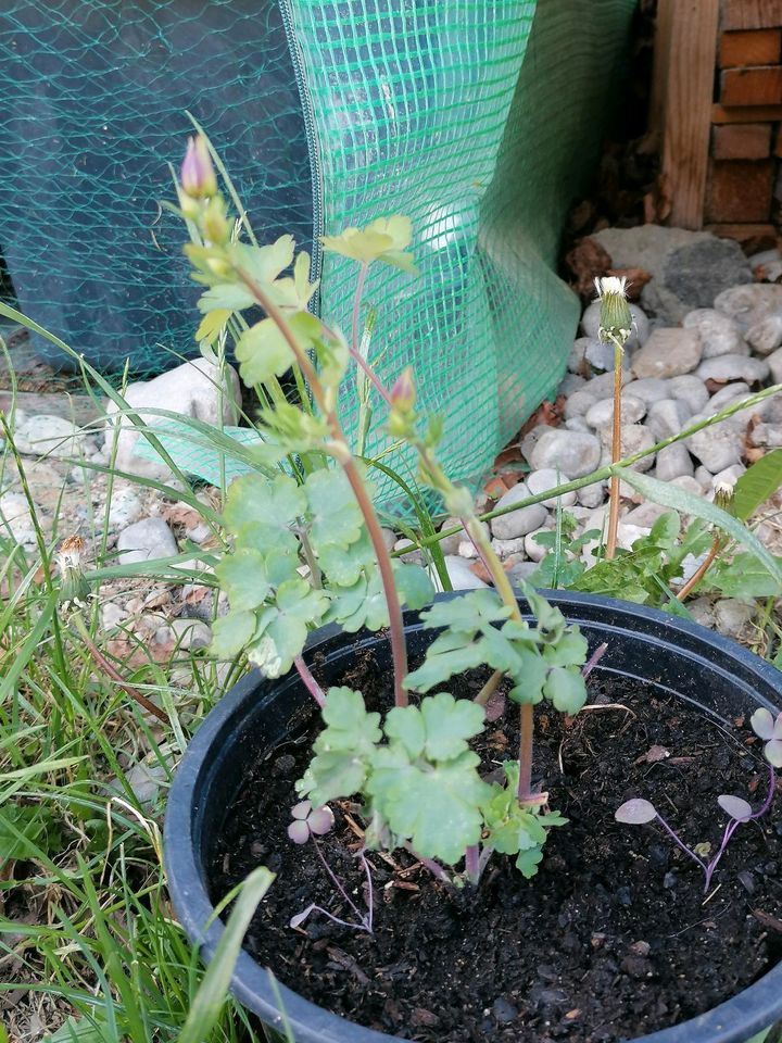 Akelei Pflanze Staude Bauerngarten Blumen Topf in Dietramszell