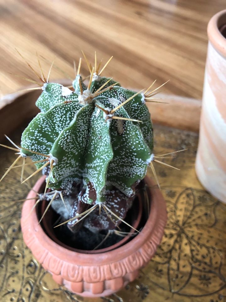 3 echte Kakteen Kaktus  Pflanze Deko Mexiko in Lichtenstein