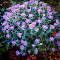 Wilde Indianernessel (Monarda fistulosa)  Samen Baden-Württemberg - Ahorn Vorschau