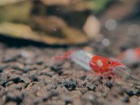 Neocaridina Red Rili 2,50€ Garnele toll fürs Aquarium Schleswig-Holstein - Nahe Vorschau