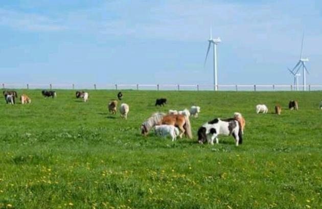 Mini shetty ( Shetland Pony ) in Saarbrücken