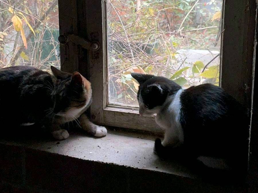 Kitten, Katzen, kastriert ❤️ Vermittlungshilfe Uwe  ❤️ in Jessen (Elster)