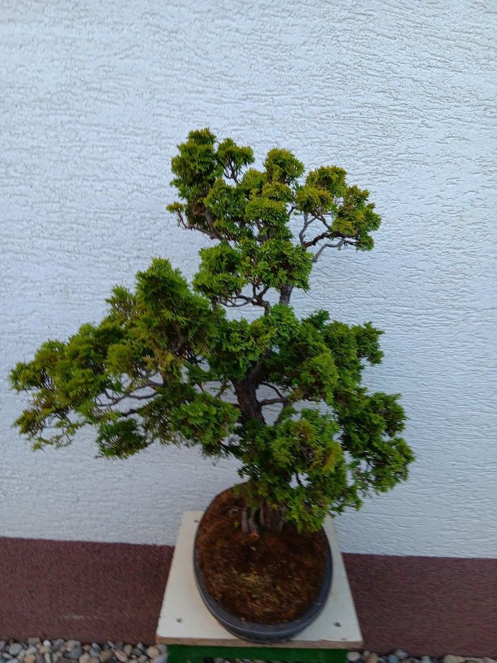 Bonsai - Wacholder Juniperus in Staudernheim