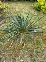 Yucca-Palme Berlin - Tempelhof Vorschau