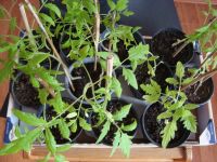 Verkaufe Tomaten Pflanzen  verschiedenen Sorten Saarland - Merzig Vorschau