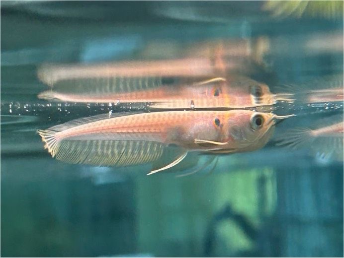 Arowana Silber Gabelbart  ca. 8cm  Osteoglossum bicirrhosum in Rangendingen