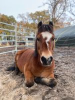 Pflegebeteiligung an Pony Niedersachsen - Wolfsburg Vorschau