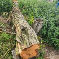 Akazie Baum Kaminholz 5,5m 80cm dick Hardholz Holz Sachsen-Anhalt - Bördeland Vorschau