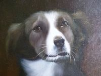 Australien Shepherd - Portrait / Hund verm. Acryl auf Leinwand Niedersachsen - Bienenbüttel Vorschau
