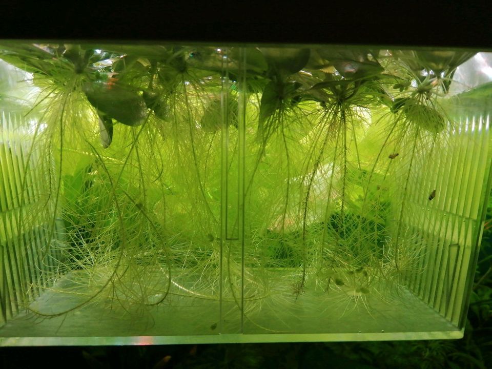 Schwimmpflanzen Aquarium in Emstek