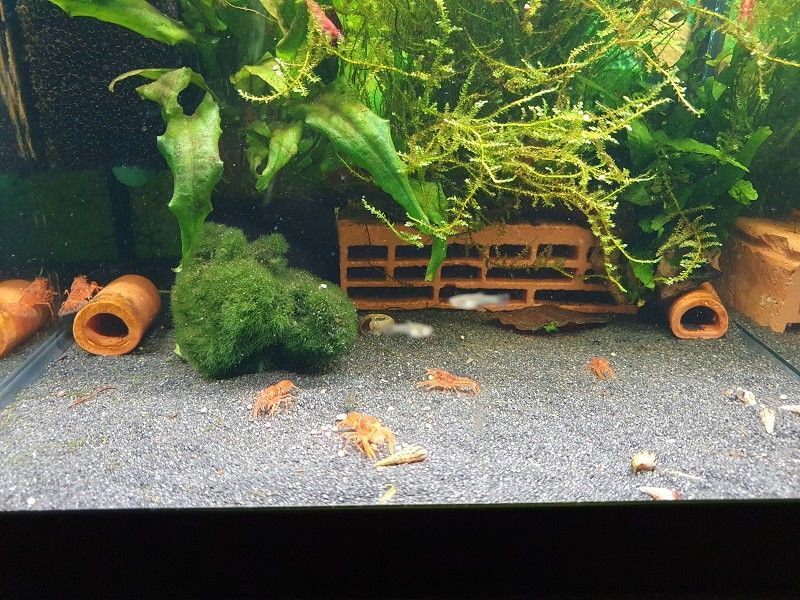 CPO, Orangefarbener Zwergkrebs, Krebse Aquarium in Hammoor