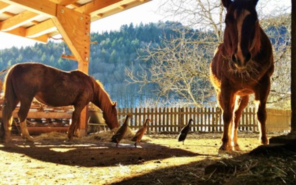 Traumhaft gelegener Ferien- und Reithof in Wambach in Wambach