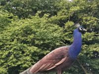 Pfau Paar Violett Schwarzflügel 7Jahre Niedersachsen - Neuenkirchen - Merzen Vorschau